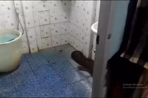 Thấy thứ to như khúc gỗ trong nhà, thót tim khi biết là “quái thú"