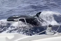 Đàn cá voi sát thủ tấn công thuyền du khách