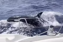 Đàn cá voi sát thủ tấn công thuyền du khách