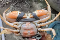 Tận mục cua biển màu cam độc nhất Cà Mau hot rần rần cõi mạng 