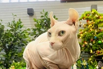 8x Sài Thành chi hàng trăm triệu đồng mua giống mèo đắt nhất thế giới