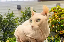 8x Sài Thành chi hàng trăm triệu đồng mua giống mèo đắt nhất thế giới