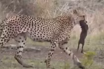 Video: Báo săn tóm gọn heo rừng