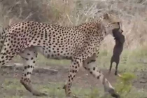 Video: Báo săn tóm gọn heo rừng