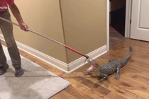 Phát hiện cá sấu đột nhập, chú chó lập tức đánh thức chủ nhà