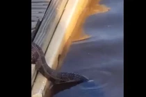 Đang đi dạo, hãi hùng bắt gặp “quái thú” làm chuyện kinh hãi...