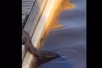 Đang đi dạo, hãi hùng bắt gặp “quái thú” làm chuyện kinh hãi...