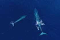 Top quái vật siêu khủng từng sống trên Trái Đất: Số 6 vẫn tồn tại!