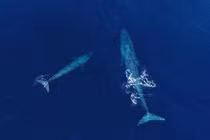 Top quái vật siêu khủng từng sống trên Trái Đất: Số 6 vẫn tồn tại!