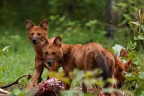 Loài chó “tử thần” dám săn cả hổ: Có trong Sách Đỏ Việt Nam! 