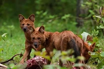 Loài chó “tử thần” dám săn cả hổ: Có trong Sách Đỏ Việt Nam! 