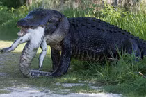Video: “Khiếp vía” trước cảnh cá sấu cố nuốt xác đồng loại