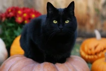 Lý do loài mèo thường bị gắn với điềm xấu và cấm kị