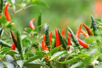 Công dụng tuyệt vời của lá ớt đối với sức khỏe nhiều người không biết