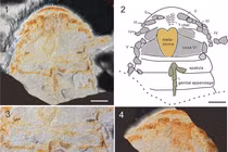 Quái vật biển 450 triệu tuổi bất ngờ lộ diện: Loài hung dữ sao? 