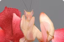 “Đổ gục” trước những loài động vật sặc sỡ - hút mắt nhất hành tinh