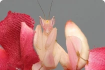 “Đổ gục” trước những loài động vật sặc sỡ - hút mắt nhất hành tinh