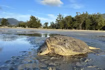 Tận mục rùa xanh nặng 80kg mắc cạn ở Côn Đảo: Loài trong Sách Đỏ!