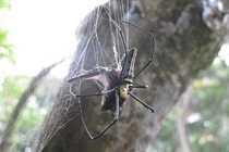 Tuyệt chiêu giăng “thiên la địa võng” săn mồi của nhện khổng lồ Nephila