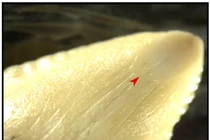 Phát hiện cổ vật “chết người” 7.000 tuổi, chuyên gia sửng sốt vì...