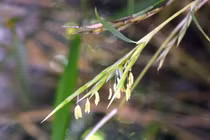 Kỳ lạ loài hoa “trăm năm nở một lần”, hiếm người được chiêm ngưỡng 