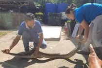 Kiểm tra lú bắt cá, dân TP.HCM thót tim thấy “quái thú” bên trong