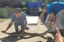 Kiểm tra lú bắt cá, dân TP.HCM thót tim thấy “quái thú” bên trong