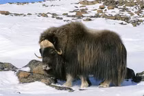 Mắt tròn mắt dẹt những bộ râu “bá đạo” nhất trong thế giới động vật