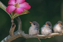 Người sinh vào 3 tháng Âm lịch này tinh thông, tiền bạc không thiếu 