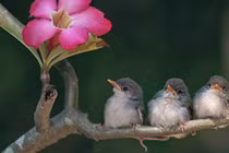 Người sinh vào 3 tháng Âm lịch này tinh thông, tiền bạc không thiếu 