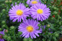 Người có ngày sinh Âm lịch kết thúc bằng 3 số này của nả tràn trề