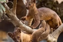 Loài động vật “dai sức” nhất hành tinh, cần đến 8 giờ để giao phối