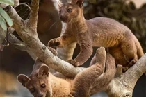 Loài động vật “dai sức” nhất hành tinh, cần đến 8 giờ để giao phối