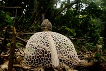 Loài nấm quý hiếm nhất Việt Nam: Mang “mạng che mặt” như thiếu nữ