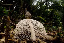 Loài nấm quý hiếm nhất Việt Nam: Mang “mạng che mặt” như thiếu nữ