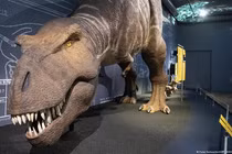 Giả thuyết mới gây bất ngờ về loài khủng long bạo chúa