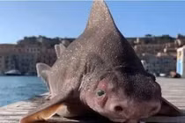 Tìm thấy thủy quái mình cá mập “mặt lợn”, giật mình khi biết lai lịch 