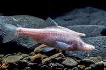 Phát hiện loài cá mới kỳ lạ, "mọc sừng" bí ẩn phía sau đầu