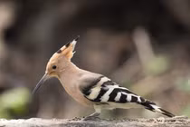 Tận mục 8 loại chim “quý như vàng”, có tên độc lạ nhất Việt Nam