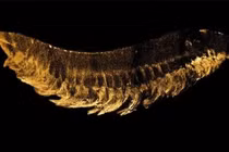 Phát hiện "quái thú" 520 triệu tuổi 3 mắt 10 chân: Chấn động lịch sử! 