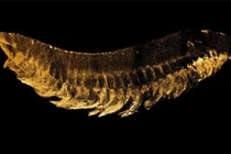 Phát hiện "quái thú" 520 triệu tuổi 3 mắt 10 chân: Chấn động lịch sử! 