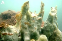 Tò mò sinh vật bí ẩn dưới đáy biển Việt Nam: Ngoại hình cực dị! 