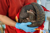 Tận mục cá thể động vật "quý như vàng" VQG Cúc Phương cứu hộ 