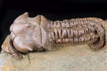 Hóa thạch sinh vật biển "quằn quại' khó hiểu, y hệt người ngoài hành tinh