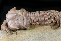 Hóa thạch sinh vật biển "quằn quại' khó hiểu, y hệt người ngoài hành tinh