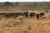 Trâu rừng ‘kéo quân’ đuổi đánh sư tử, giải cứu đồng loại