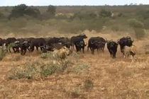 Trâu rừng ‘kéo quân’ đuổi đánh sư tử, giải cứu đồng loại