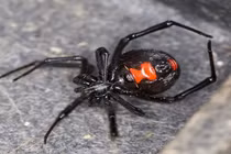 Run rẩy loài nhện sở hữu nọc độc gấp 15 lần rắn đuôi chuông