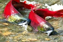 Kinh ngạc loài cá mỗi lần “giao ban” lại khiến Trái đất rung chuyển