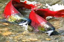 Kinh ngạc loài cá mỗi lần “giao ban” lại khiến Trái đất rung chuyển